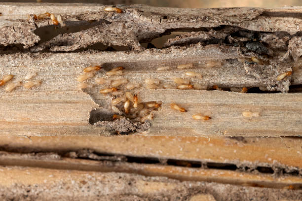 Best Pest Control for Businesses  in Stanfield, NC